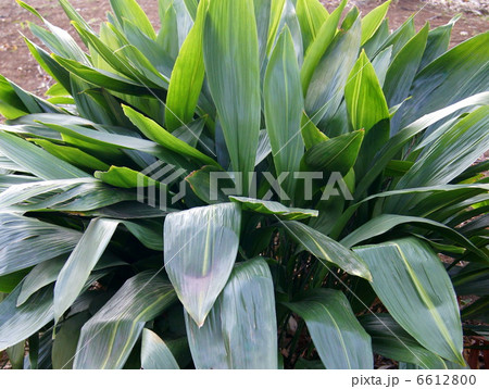 ハラン：葉蘭 6612800