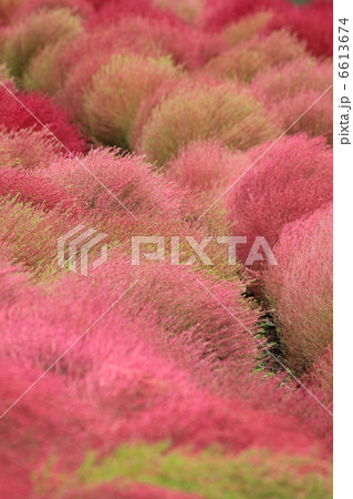 コキア コキア 6613674