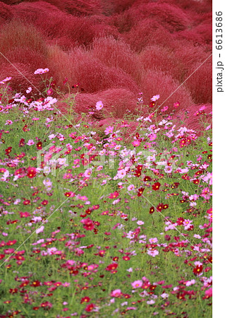 みはらしの丘の秋 6613686