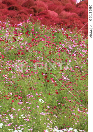 みはらしの丘の秋 6613690