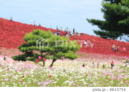 みはらしの丘のコキア 6613754