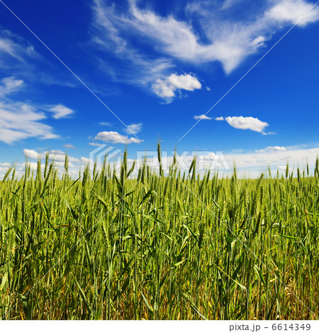 wheat field wheat field 6614349