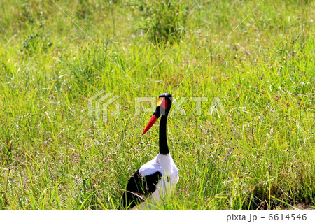 派手な色の鳥 クラハシコウ 派手な色の鳥 クラハシコウ 6614546