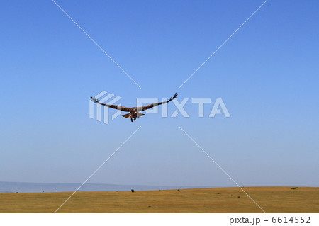 地平線と飛翔するゴマバラワシの若鳥の写真素材