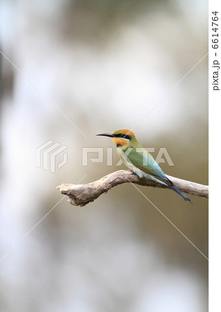 ハチクイ 6614764