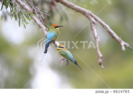 ハチクイ 6614765