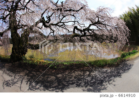 伊那市 西春近 宮の原のシダレザクラの写真素材