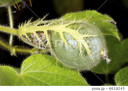 Fruit of an Amazonian vine, family Solanaceae, resembling a toma 6619245