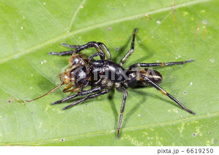 Purse web spider (family Atypidae) with very big mandibles eatin 6619250