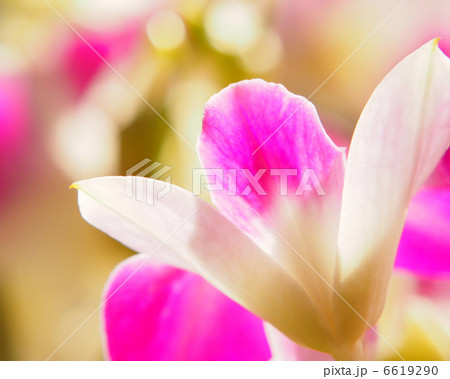 デンファレの花 6619290