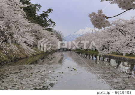 桜 桜 6619403