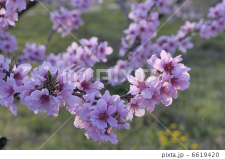 モモの花 6619420