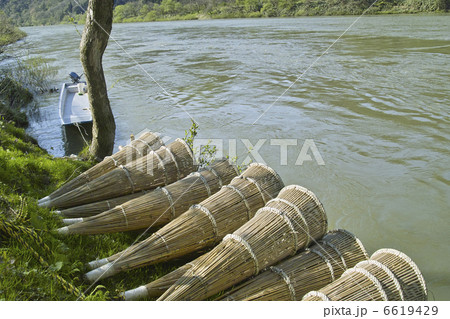 ヤツメドウ 6619429