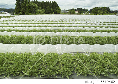 すいか畑 6619462