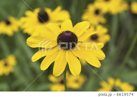 オオハンゴソウ 6619574