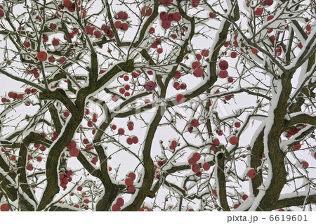 柿の実に雪 柿の実に雪 6619601