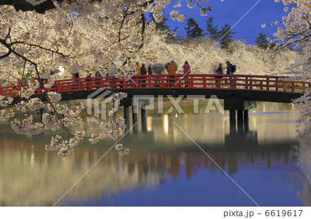 西濠の桜 西濠の桜 6619617