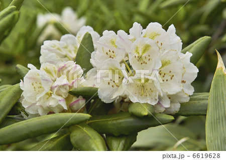 ハクサンシャクナゲ 6619628
