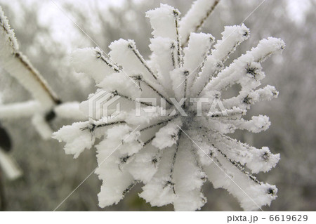 霧氷の付いたシシウド 6619629