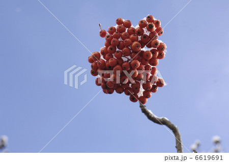 ナナカマドの実 6619691