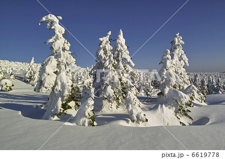 樹氷 6619778