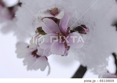 桃の花に雪 6619809