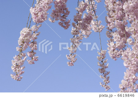 しだれ桜 しだれ桜 6619846