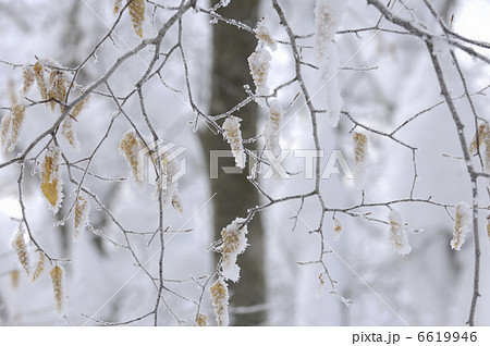 ブナに霧氷 6619946