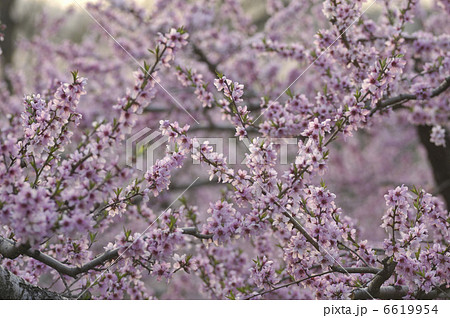 モモの花 モモの花 6619954