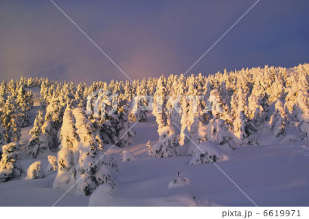 夕焼けに色づく雪原 6619971