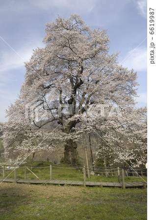 秋山の駒桜 6619987