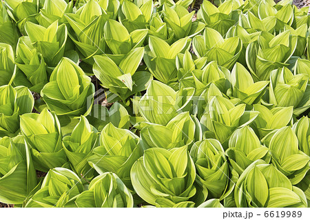 コバイケソウ 6619989