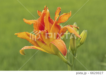 カンゾウ 6620027