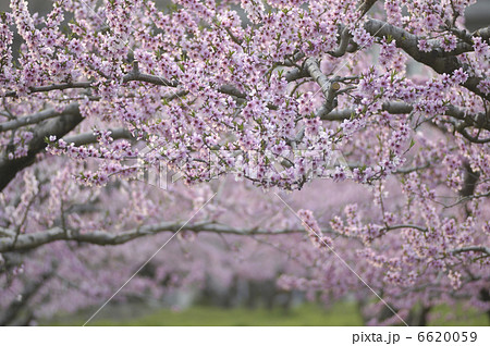 モモの花 モモの花 6620059