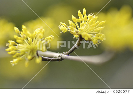 さんしゅう 6620077