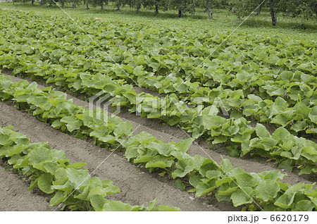 ゴボウ畑 6620179