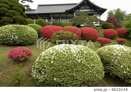 つつじ つつじ 6620248