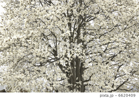 コブシ コブシ 6620409