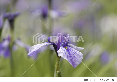 ショウブ 6620410