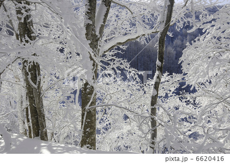 樹氷 6620416