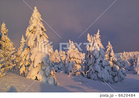 夕焼けに色づく雪原 夕焼けに色づく雪原 6620484
