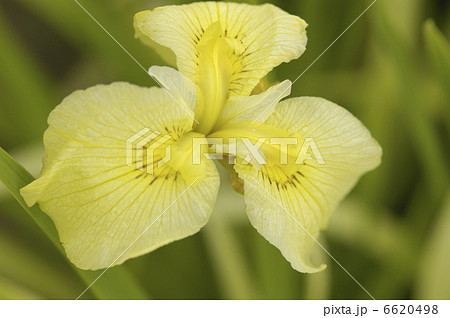 ショウブ 6620498