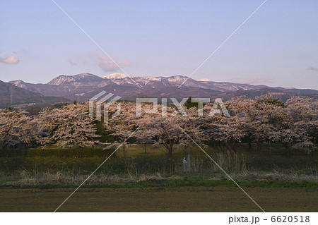 みゆき公園のサクラ 6620518