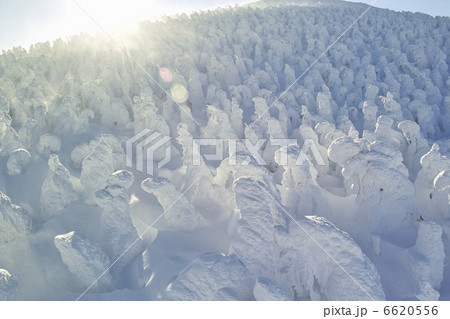 樹氷 樹氷 6620556