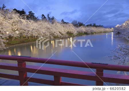 西濠の桜 西濠の桜 6620582