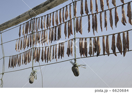 干物 干物 6620684