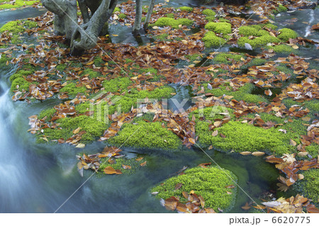 落ち葉と流水 6620775