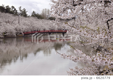 西濠の桜 西濠の桜 6620779