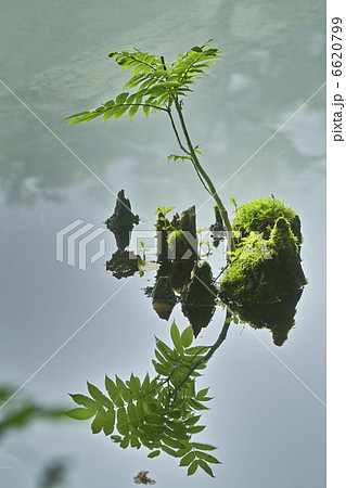 菅沼 菅沼 6620799