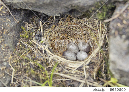鳥の巣 6620800